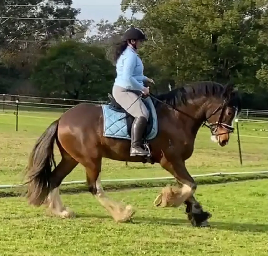 High Waisted Riding Tights.